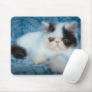 Search for black persian electronics Fluffy