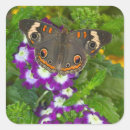 Search for black swallowtail stickers Pink