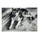 Search for german shepherd photo posters Breed