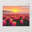 Search for tulip postcards Amsterdam