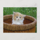 Search for long haired cat postcards Pet
