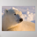 Search for hudsons bay posters Ursus maritimus