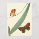 Search for flutter postcards Butterflies