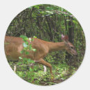 Search for deer in the woods stickers Trees