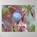 Search for backyard birds posters Birder