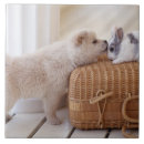 Search for selective focus tiles Animal