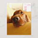 Search for sofa postcards Indoors