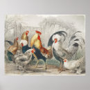Search for vintage chicken posters Backyard chickens