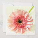 Search for gerberas invitations Flowers