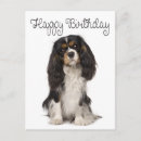 Search for cavalier king charles spaniel birthday cards Puppies