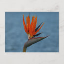 Search for bird paradise flower cards Photography