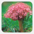 Search for agapanthus stickers Colour image