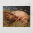 Search for sow postcards Baby