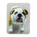 Search for bulldogs magnets Puppy
