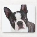 Search for boston terrier mousepads Puppies