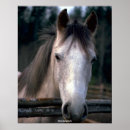 Search for graphic horses posters Cute