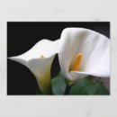 Search for cala invitations Lily