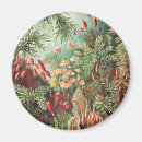 Search for ernst magnets Kunstformen der natur