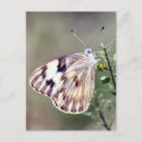 Search for white butterfly postcards Cabbage