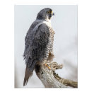 Search for peregrine falcon posters Nature