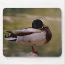 Search for wild duck electronics Ducks