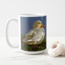 Search for white ducks mugs Nature