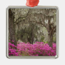 Search for savannah christmas tree decorations Usa