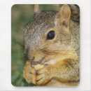 Search for nut with squirrel mousepads Sweet