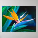 Search for bird of paradise art Island