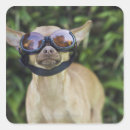 Search for goggles stickers Animal