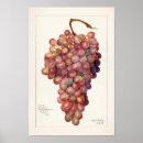 Search for grape posters Vintage