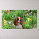 Search for cavalier king charles spaniel posters Puppies