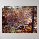 Search for cobweb posters Insect