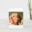 Search for vizsla cards Pets