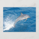 Search for jumping dolphin postcards Water