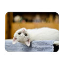 Search for loveable magnets Animal