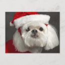 Search for embarrassed cards Pets