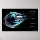 Search for eye muscles Part