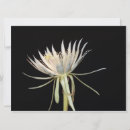 Search for cacti cards Photography