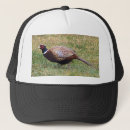 Search for wild birds hats Animal