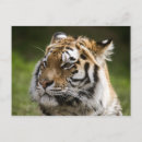 Search for species postcards Endangered