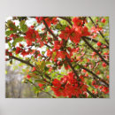 Search for quince posters Botanical