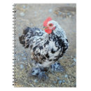 Search for cochin Bantam