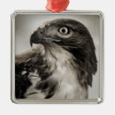 Search for red tail hawk christmas tree decorations Raptors