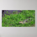 Search for marshland posters Wildlife
