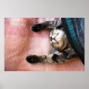 Search for snooze posters Kitten