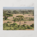 Search for wildlife reserve postcards Amboseli national park