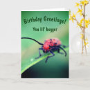 Search for bug birthday cards Wildlife