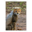 Search for acinonyx jubatus postcards Africa
