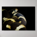 Search for yellow snakes posters Black